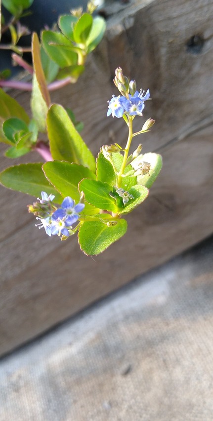 niebieskie kwiaty bobowniczka